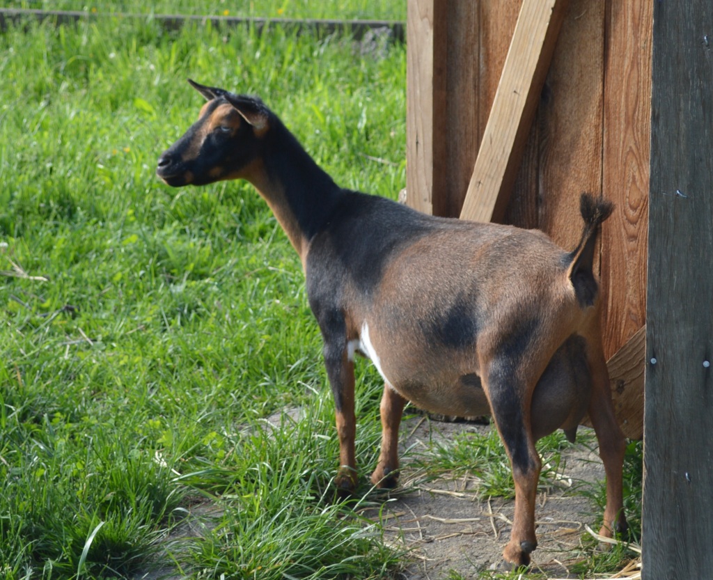 2023/2024 Breeding & Kidding Schedule – Smiling Goat Farm
